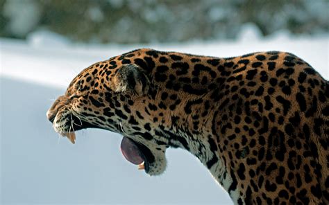 Bilder Jaguaren Große Katze Gähnen Grinsen Tiere