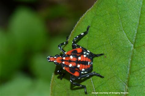 Landscape Spotted Lanternfly Umass Center For Agriculture Food And