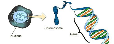 Genes Chromosome And Dna Castell Alun High School Biology