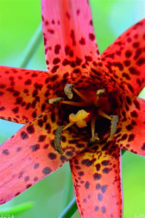 Red Canada Lily Photograph By Lisa Wooten Fine Art America