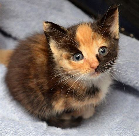 17 Best Images About Calico Kittens On Pinterest Calico