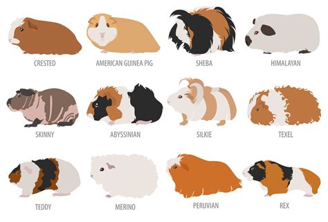 Curious About Guinea Pigs