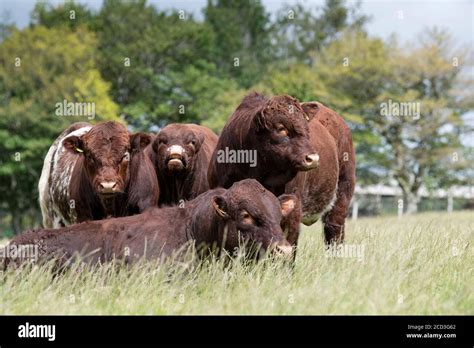 Pedigree Luing Bulls In A Pasture Near Elvanfoot Lanarkshire Scotland