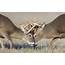 White Tail Deer Fight 900 « TheMotherCompany