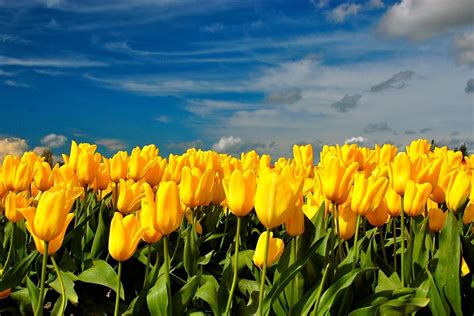 Sfondi Tulipani Fiori Giallo Primavera Cielo Nuvole 1600x1070