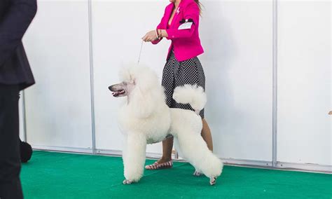 Includes public liability for dog walkers. Injured postal worker struts stuff in dog show | Business ...