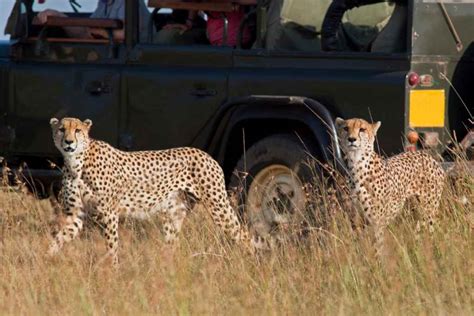 Mejores Safaris De África Hayatravel