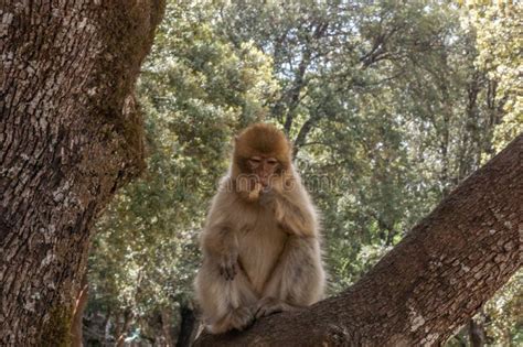 Monos De Barbary En Cedar Forest Cerca De Azrou Marruecos