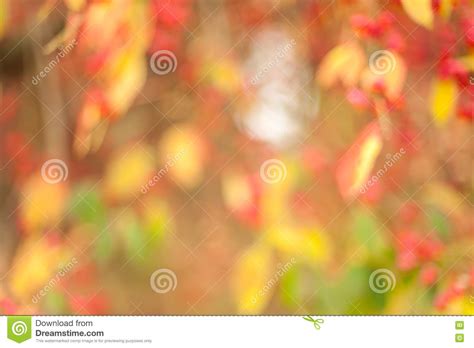 Autumn Blur Background Stock Photo Image Of Background 80440360