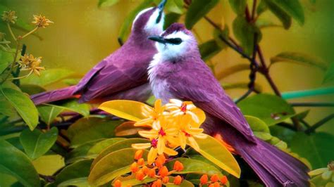 Bird Animal Beautiful Wild Wings Exotic Birds Wallpapers Hd
