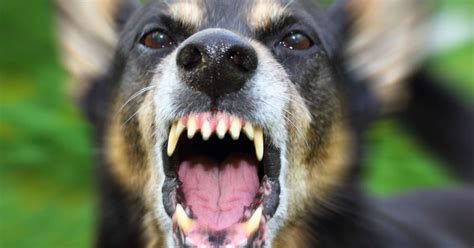 How Does Rabies Cause Aggression