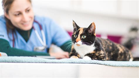 Mobile pet hospital of sacramento. Pet Euthanasia Services with Usk Vets | Vets in ...