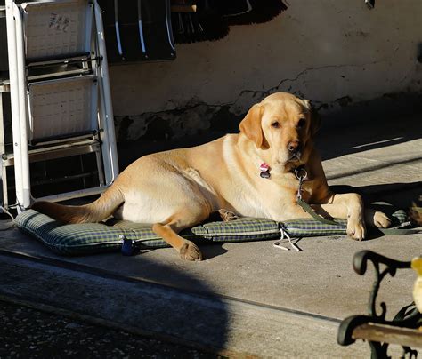 1920x1080 Wallpaper Yellow Labrador Retriever Peakpx