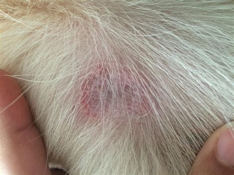 Red Spots And Hair Loss On Dog