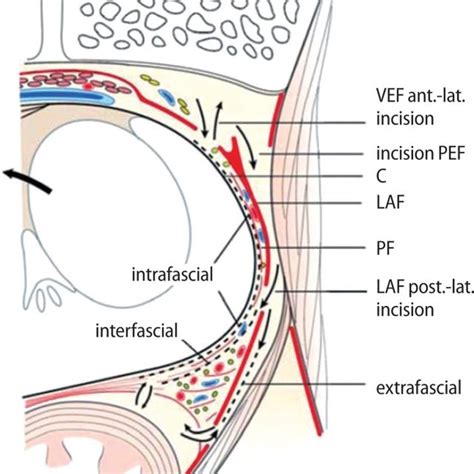 Schematic Of Prostate And Periprostatic Fascias At Mid Prostate With Download Scientific