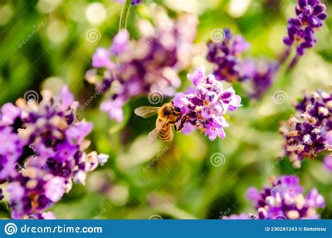 Bee On Lavender Stock Image Image Of Meadow Life Yellow 230291243