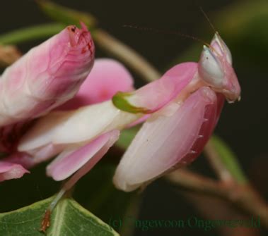 Hymenopus Coronatus L L L