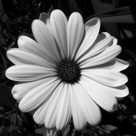 Black And White Photography Flowers Joy Studio Design Gallery Best