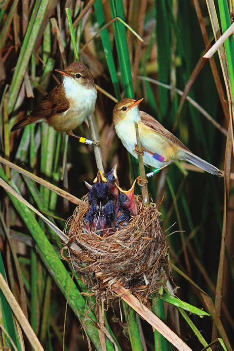 A Pair Of Eurasian Reed Warblers Acrocephalus Scirpaceus At Their