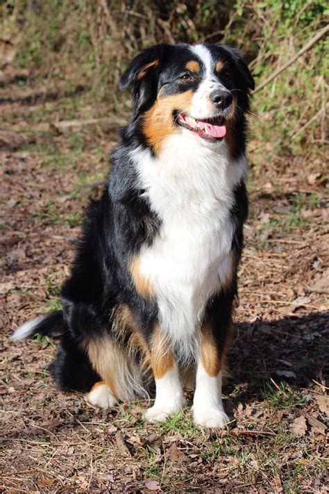 151 Best Australian Shepherd Images On Pinterest Aussie