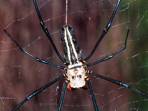 Giant Wood Spiders Nephila Maculata