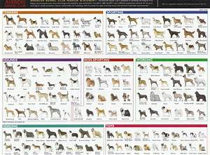 Dog Breed Types