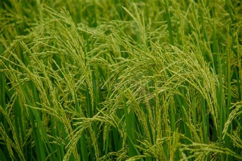 Rice Farm In Thailand With Raw Of Rice Before Harvest Stock Photo