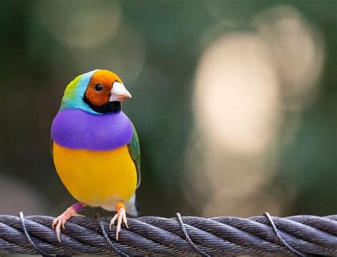 Glorious In His Coat Of Radiant Multi Colored Plumage Gouldian Finch
