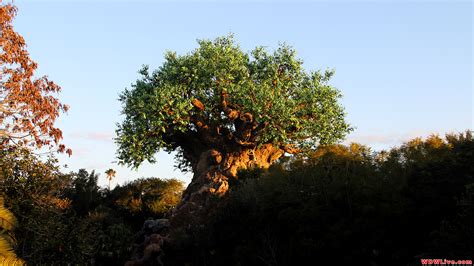 Tree Of Life Wallpaper 58 Images