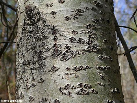 White Poplar Populus Alba Honey Locust Tree Tree Identification