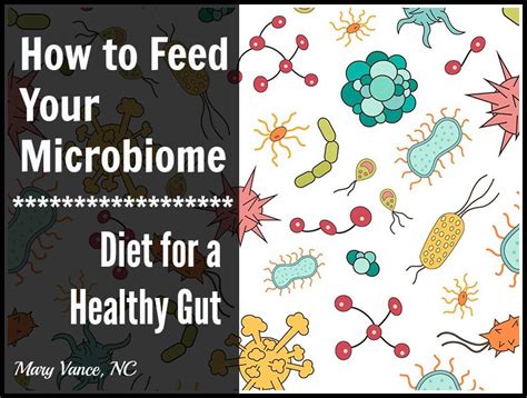 How To Feed Your Microbiome Diet For A Healthy Gut Mary Vance Nc