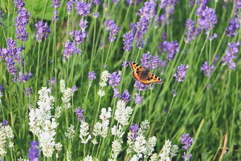 Lavendel Lavandula Angustifolia Pflanzen Pflege Anleitung