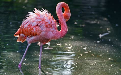 Animals Nature Flamingos Ripples Birds Wallpapers Hd Desktop And