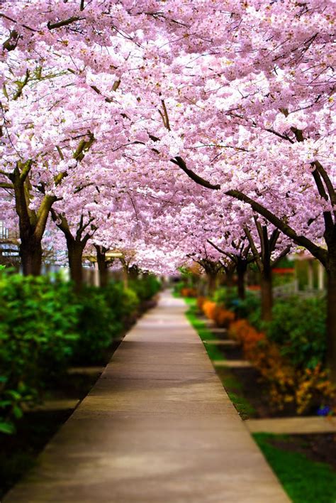 Cherry Blossoms Sakura Japan Roads Sidewalks Paths And Trails