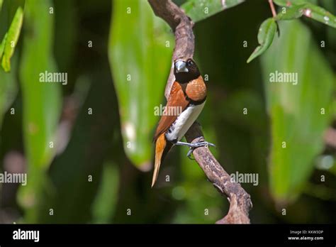 Castaño breasted mannikin en plumaje adulto kingfisher park Queensland