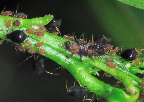 Black Citrus Aphid Toxoptera Citricida