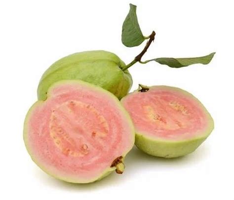 Well Watered Green Tywan Pink Guava Plant For Fruits At Rs 55piece In