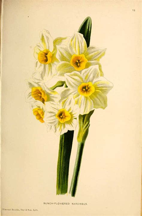 Bunch Of Daffodils A Free Print To Download With Many More Vintage