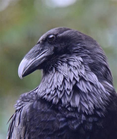 voiceofnature raven bird bird photography raven