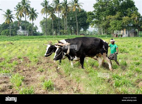 Indian Farmer Ploughing With Bulls Using A Wooden Yoke In The Rural Indian Countryside Andhra
