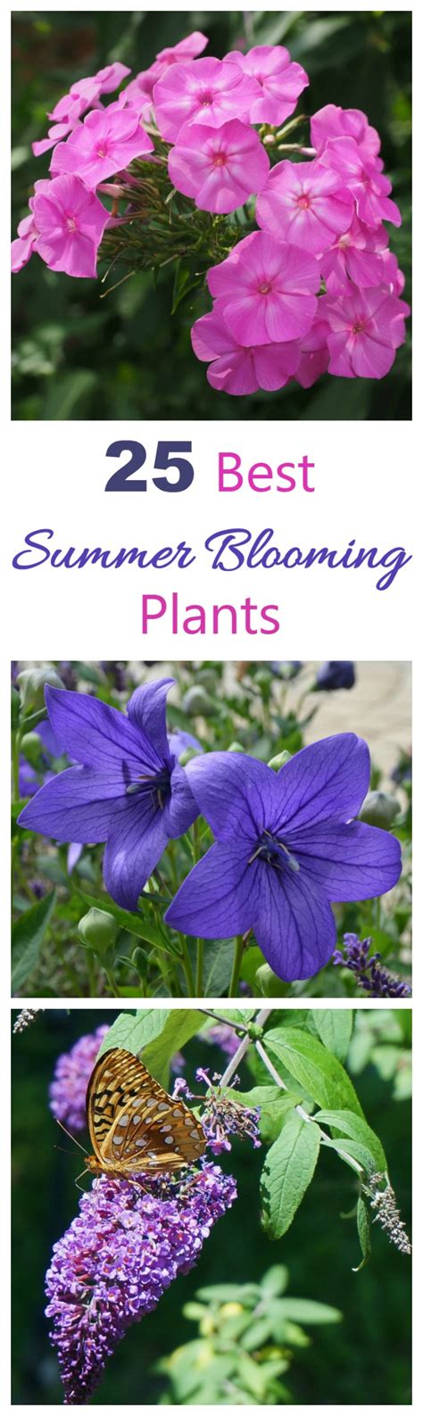 Summer Blooming Plants 25 Favorites For Long Season Color