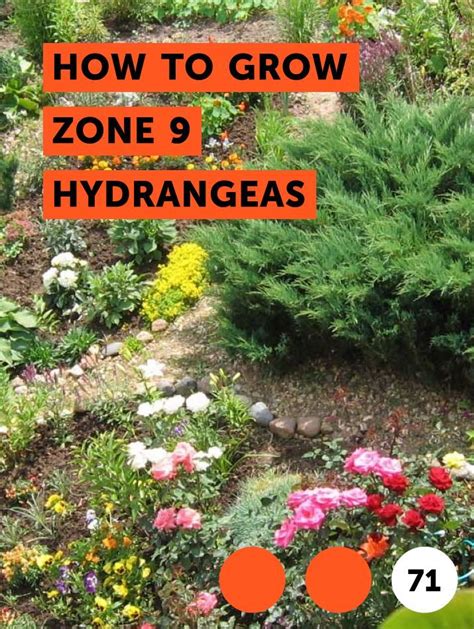Learn How To Grow Zone 9 Hydrangeas How To Guides Tips And Tricks