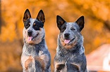 5 Blue Heeler Colors And All Markings Explained
