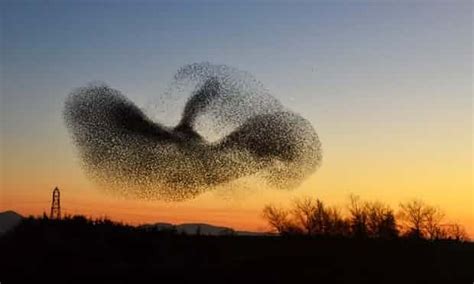 Thousands Of Starlings Getting Ready To Roost Flock Of Birds Birds Of
