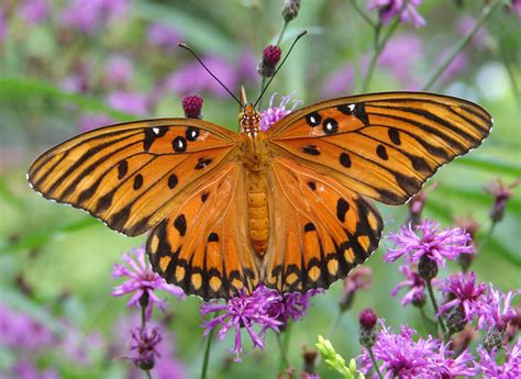 Gulf Fritillary Alabama Butterfly Atlas