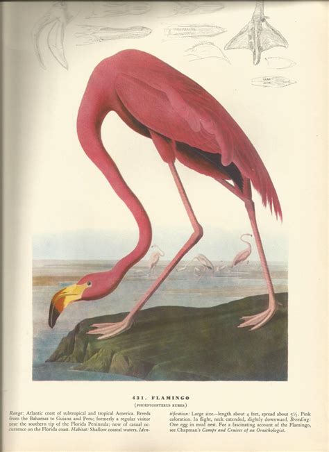 Original Vintage 1941 John James Audubon Birds Of America Etsy