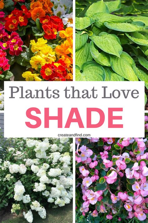 Different Types Of Flowers With The Words Plants That Love Shade