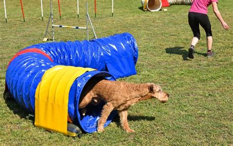 How To Make A Diy Agility Tunnel 100 Homemade Step By Step