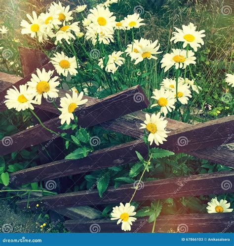 Daisies Growing Near A Wooden Fence Stock Image Image Of Green