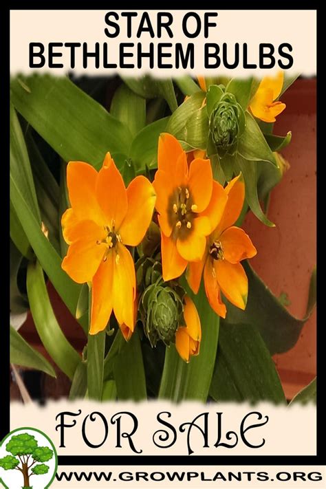 Check spelling or type a new query. Star of bethlehem bulbs for sale - Grow plants